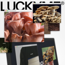 VA - LuckyMe Advent Calendar 20 (LuckyMe)